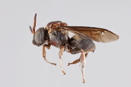 [Rhogepeolus male (lateral/side view) thumbnail]